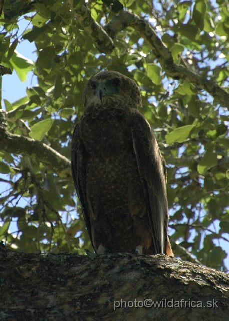 puku rsa 229.jpg - Bateleur (Terathopius ecaudatus) - juvenile